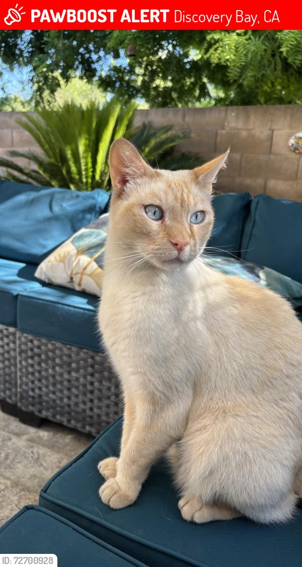 Lost Male Cat last seen Timber Point Elementary , Discovery Bay, CA 94514