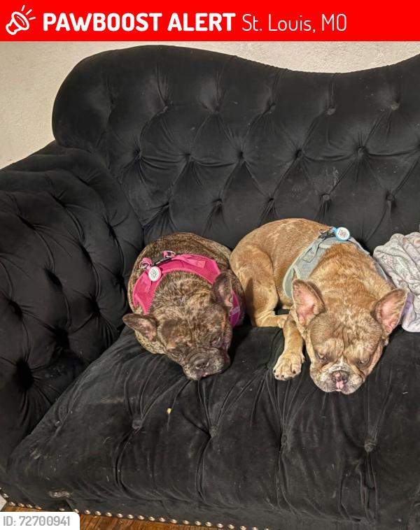 Lost Female Dog last seen Goodfellow and Lillian , St. Louis, MO 63103