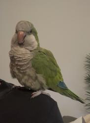 Lost Female Bird last seen Near green briar west , Homestead, FL 33035