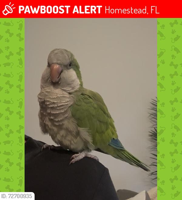 Lost Female Bird last seen Near green briar west , Homestead, FL 33035