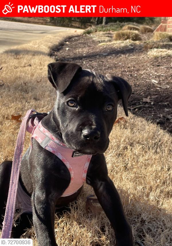 Lost Female Dog last seen Last seen near library on Dearborn dr., Durham, NC 27704