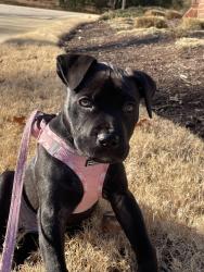 Lost Female Dog last seen Last seen near library on Dearborn dr., Durham, NC 27704