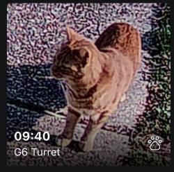 Found/Stray Unknown Cat last seen Across from the Pohick Creek Stream Valley Park, Springfield, VA 22152