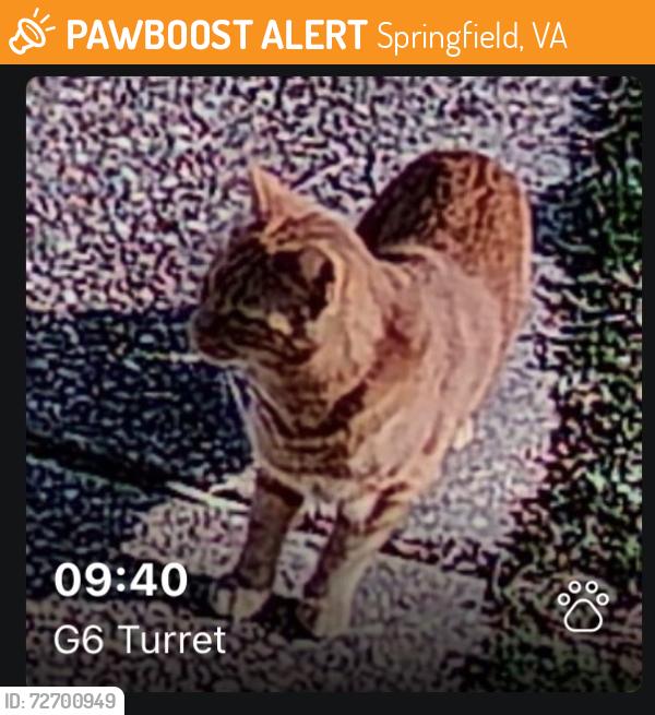 Found/Stray Unknown Cat last seen Across from the Pohick Creek Stream Valley Park, Springfield, VA 22152