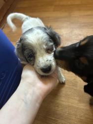 Lost Male Dog last seen Near CR-533 , Como, MS 38619