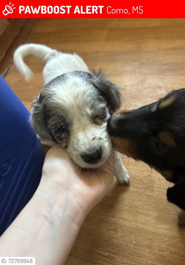 Lost Male Dog last seen Near CR-533 , Como, MS 38619