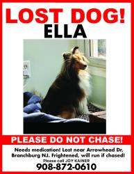 Lost Female Dog last seen Arrowhead Dr, Branchburg, NJ 08853