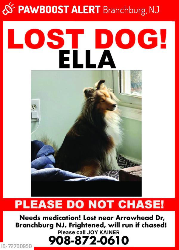 Lost Female Dog last seen Arrowhead Dr, Branchburg, NJ 08853