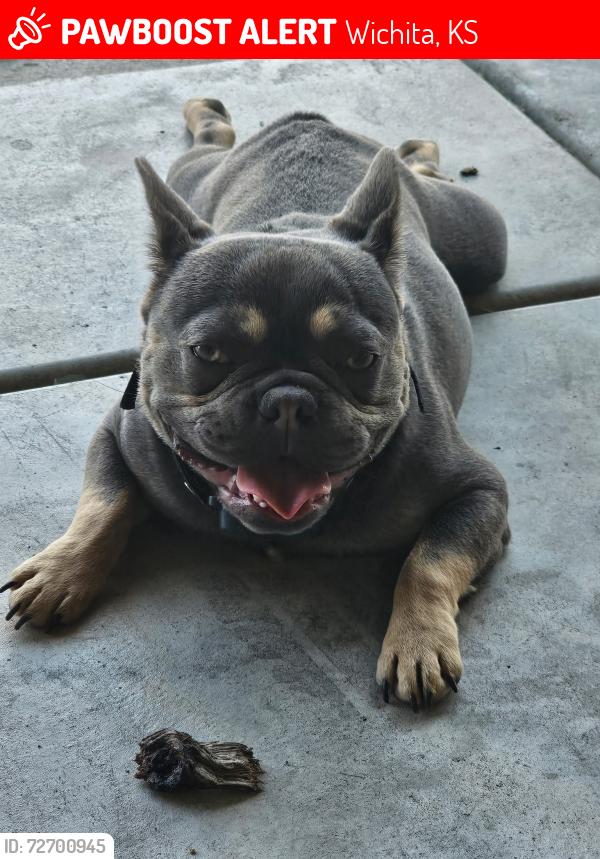 Lost Male Dog last seen Greenwich and Pawnee, Wichita, KS 67206