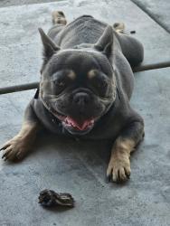 Lost Male Dog last seen Greenwich and Pawnee, Wichita, KS 67206