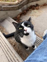 Lost Female Cat last seen Dont know, Bend, OR 97703