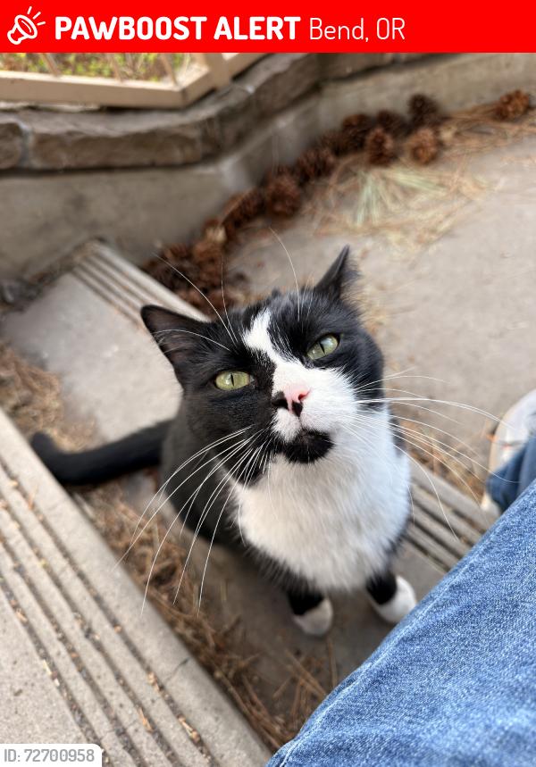 Lost Female Cat last seen Dont know, Bend, OR 97703