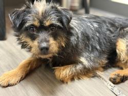 Lost Male Dog last seen hmstd and La Vista Road , Walnut Creek, CA 94598