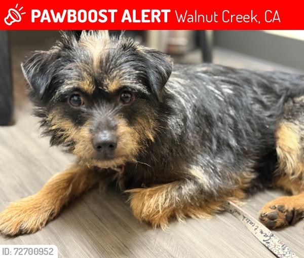 Lost Male Dog last seen hmstd and La Vista Road , Walnut Creek, CA 94598