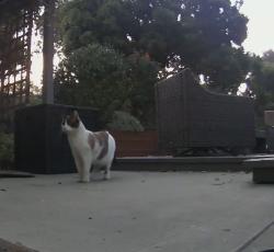 Found/Stray Unknown Cat last seen Nokomis St/ Murray Ave, La Mesa, CA 91942