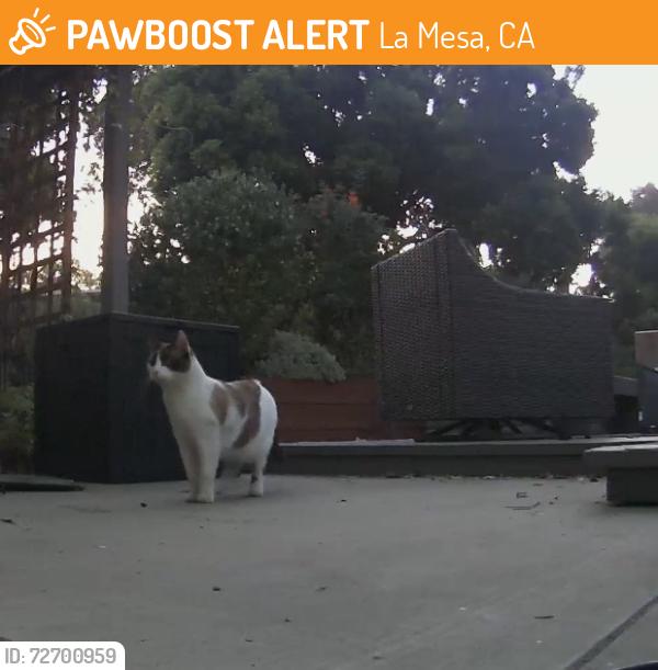 Found/Stray Unknown Cat last seen Nokomis St/ Murray Ave, La Mesa, CA 91942