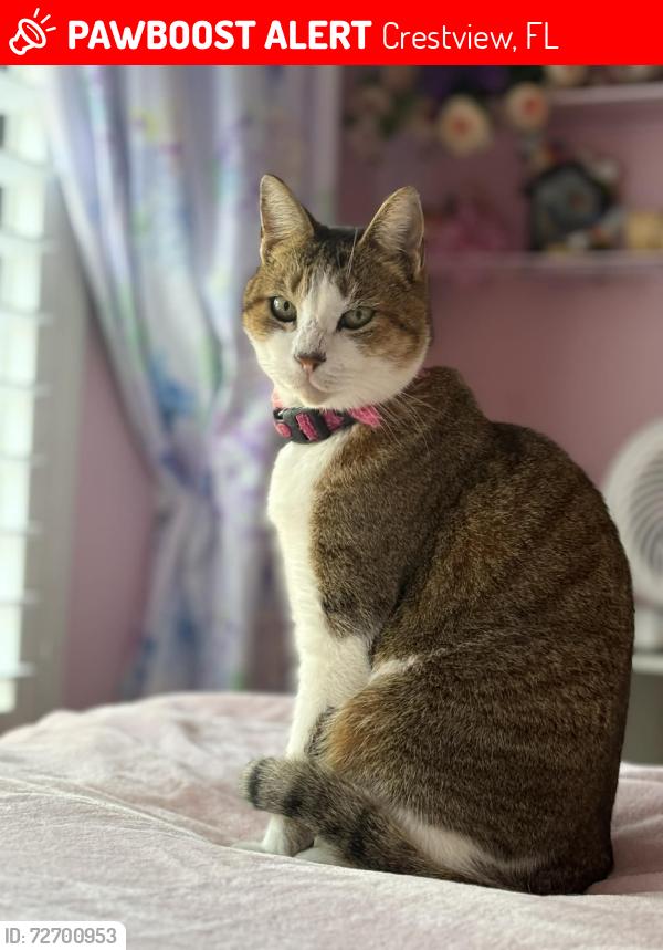 Lost Female Cat last seen Live Oak and Airman’s Memoria, Crestview, FL 32539