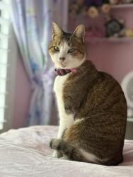 Lost Female Cat last seen Live Oak and Airman’s Memoria, Crestview, FL 32539