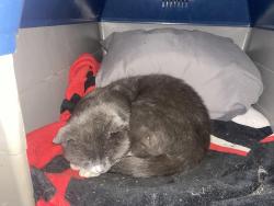 Lost Male Cat last seen Ola, Locust Grove, GA 30248