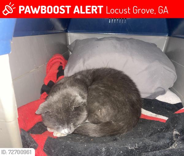Lost Male Cat last seen Ola, Locust Grove, GA 30248