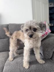 Found/Stray Male Dog last seen Near st mckenley, Los Angeles, CA 90002