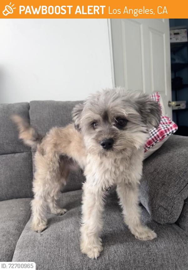 Found/Stray Male Dog last seen Near st mckenley, Los Angeles, CA 90002