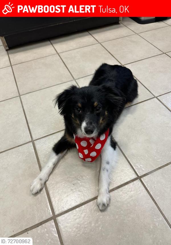 Lost Male Dog last seen Riverside & 41st Street, Tulsa, OK 74105