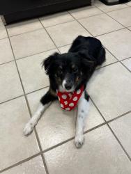 Lost Male Dog last seen Riverside & 41st Street, Tulsa, OK 74105