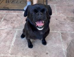 Found/Stray Female Dog last seen Brookside, San Antonio, TX 78223
