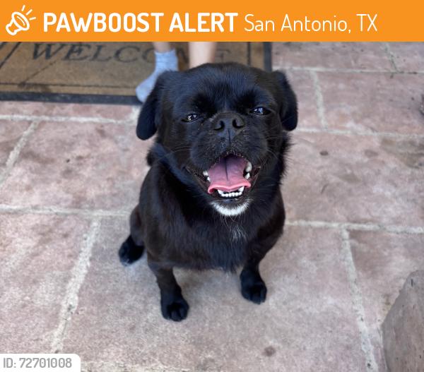 Found/Stray Female Dog last seen Brookside, San Antonio, TX 78223