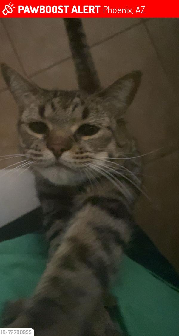 Lost Male Cat last seen Cave creek and Behrend dr , Phoenix, AZ 85024