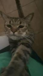 Lost Male Cat last seen Cave creek and Behrend dr , Phoenix, AZ 85024