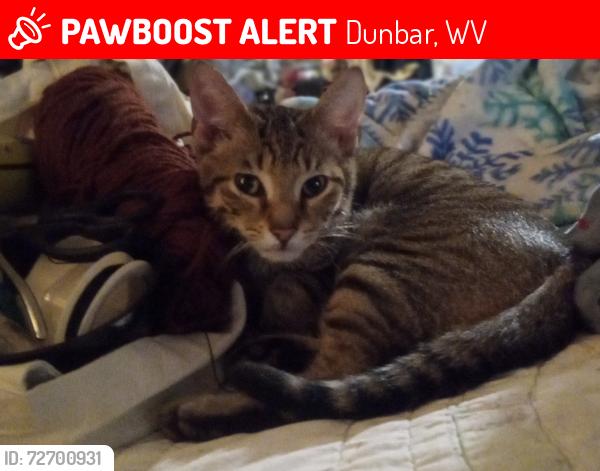Lost Male Cat last seen Dunbar middle school , Dunbar, WV 25064