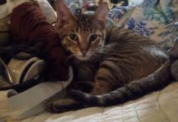 Lost Male Cat last seen Dunbar middle school , Dunbar, WV 25064