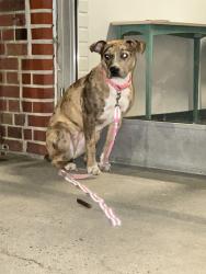 Found/Stray Female Dog last seen kingsway, Gastonia, NC 28052