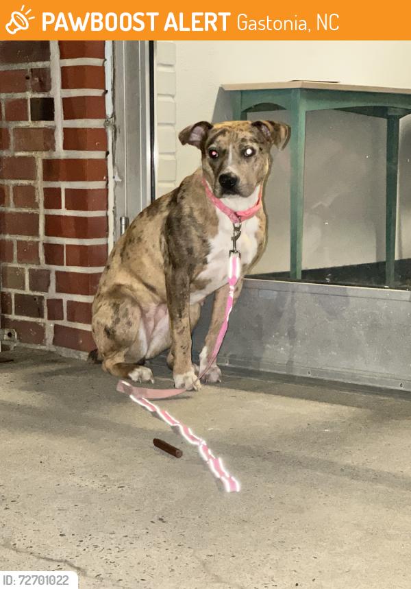 Found/Stray Female Dog last seen kingsway, Gastonia, NC 28052