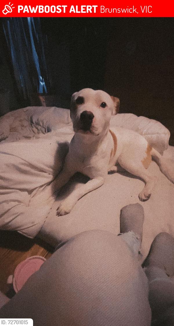 Lost Male Dog last seen At my father in-laws on barkly st , Brunswick, VIC 3056