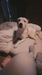 Lost Male Dog last seen At my father in-laws on barkly st , Brunswick, VIC 3056