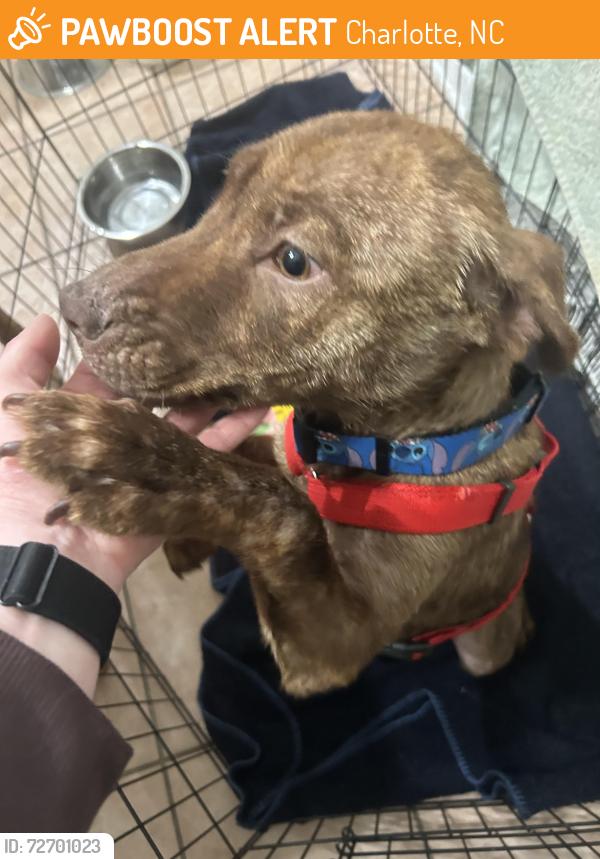 Found/Stray Female Dog last seen Mathis dr near tuckaseegee, Charlotte, NC 28208