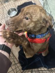 Found/Stray Female Dog last seen Mathis dr near tuckaseegee, Charlotte, NC 28208