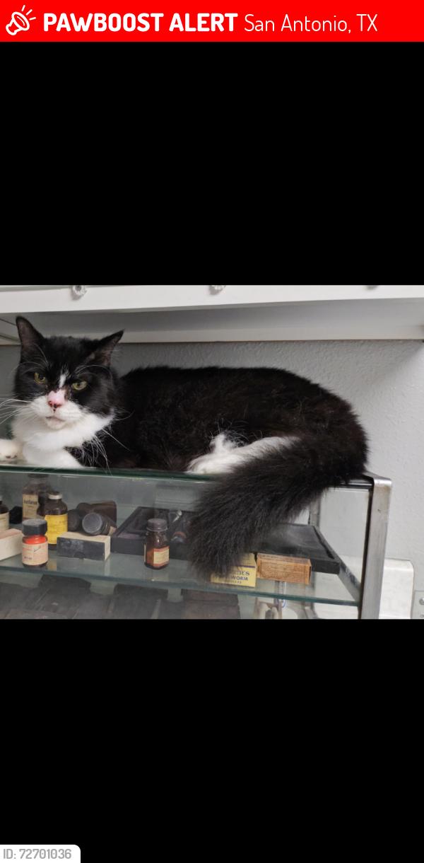 Lost Female Cat last seen Wildhorse neighborhood , San Antonio, TX 78254