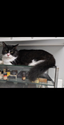 Lost Female Cat last seen Wildhorse neighborhood , San Antonio, TX 78254
