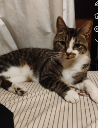 Lost Male Cat last seen Angier and carter, Durham, NC 27703