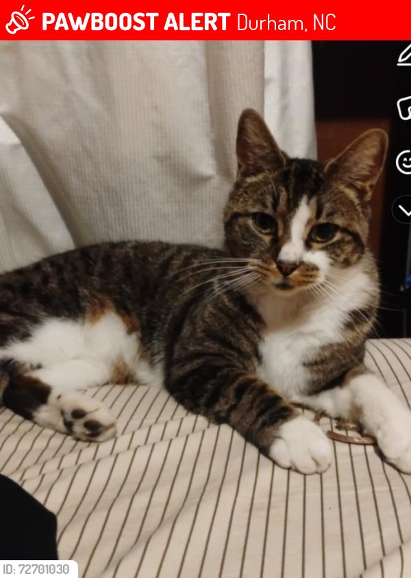 Lost Male Cat last seen Angier and carter, Durham, NC 27703