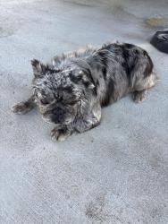Found/Stray Unknown Dog last seen Willow Springs and 287, Haslet, TX 76052