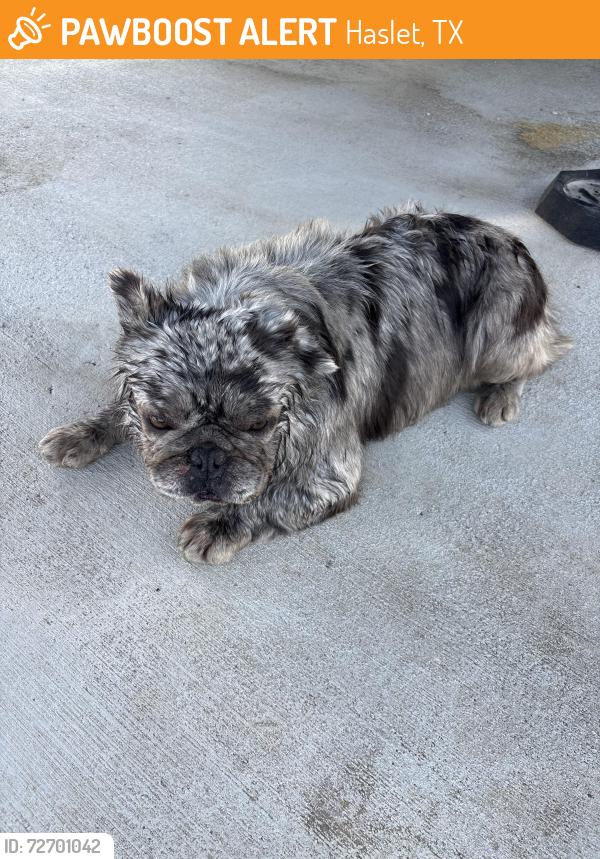 Found/Stray Unknown Dog last seen Willow Springs and 287, Haslet, TX 76052