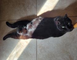 Lost Male Cat last seen Altura and Lake Lowell Ave, Nampa, ID 83686