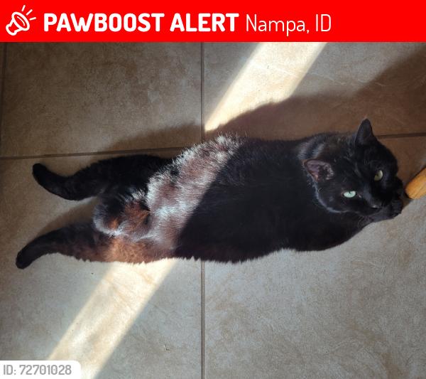 Lost Male Cat last seen Altura and Lake Lowell Ave, Nampa, ID 83686