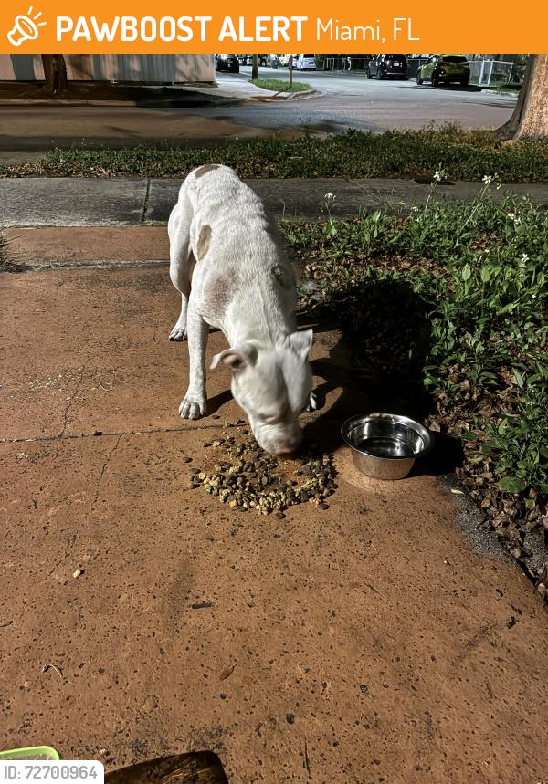 Found/Stray Unknown Dog last seen NW 7th Ave , 54th Street , Miami, FL 33127