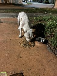 Found/Stray Unknown Dog last seen NW 7th Ave , 54th Street , Miami, FL 33127
